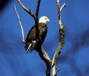 2016 11 22 Eagle 001